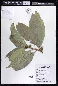 Ficus insipida image