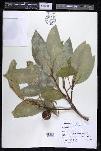 Ficus insipida image