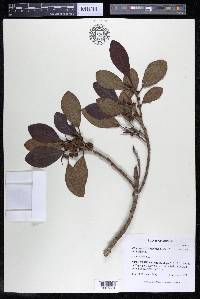 Ficus isophlebia image