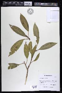 Ficus yoponensis image