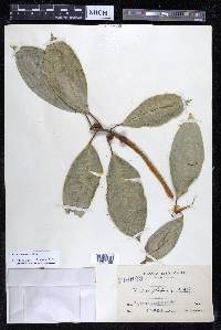 Ficus yoponensis image