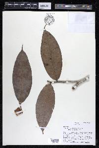 Perebea xanthochyma image