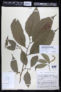 Sorocea trophoides image