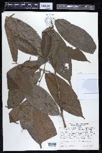 Perebea angustifolia image