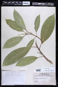 Ficus yoponensis image