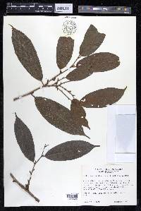Perebea angustifolia image