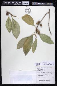 Ficus yoponensis image