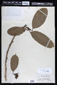 Sorocea pubivena image