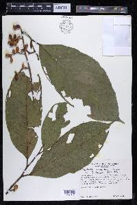 Sorocea pubivena image
