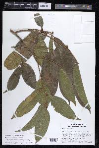 Maquira guianensis subsp. costaricana image