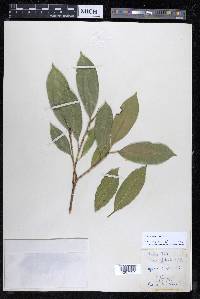 Ficus yoponensis image