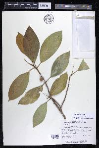 Ficus yoponensis image