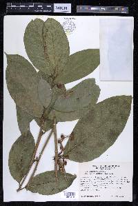 Sorocea pubivena image