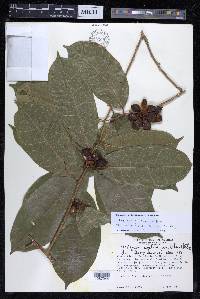 Maquira guianensis subsp. costaricana image