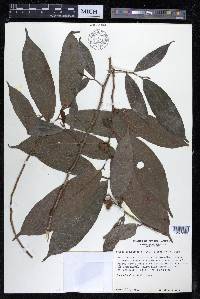 Perebea angustifolia image