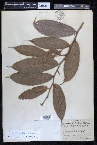 Perebea angustifolia image