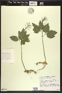 Cardamine maxima image