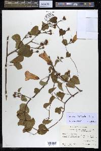 Ipomoea batatoides image