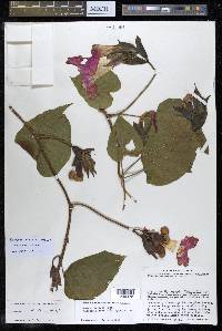 Ipomoea invicta image