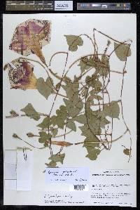 Ipomoea orizabensis image