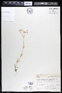 Cerastium nutans image