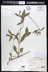 Silene latifolia image