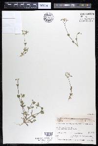 Cerastium semidecandrum image