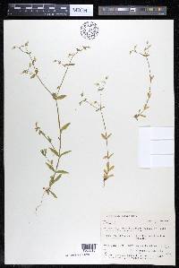 Cerastium nutans image