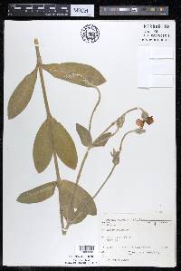 Silene coronaria image