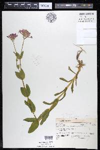 Silene armeria image