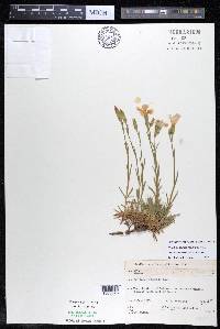 Dianthus gratianopolitanus image