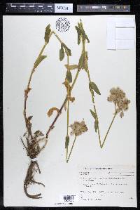 Silene vulgaris image