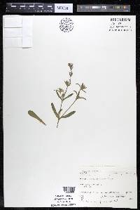 Silene gallica image