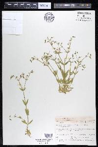 Cerastium nutans image