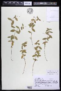 Moehringia lateriflora image