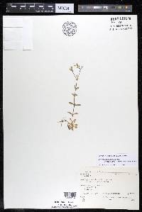 Cerastium fontanum subsp. vulgare image