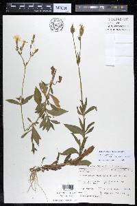 Silene latifolia image