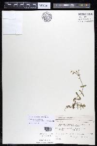 Cerastium fontanum subsp. vulgare image