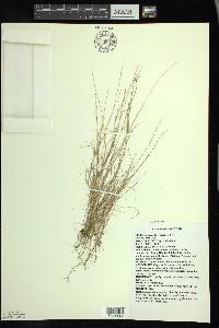 Aristida longespica image