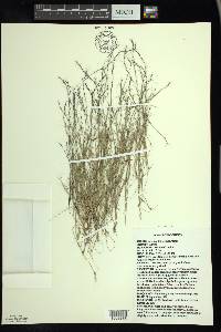 Aristida longespica image