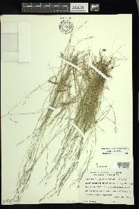 Aristida longespica image