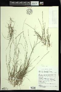 Aristida longespica image