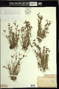 Rhynchospora scirpoides image