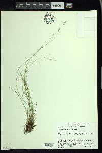 Poa paludigena image