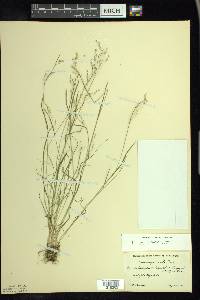 Poa paludigena image