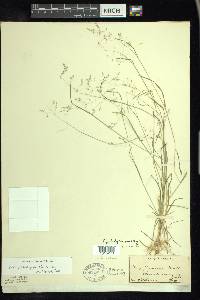 Poa paludigena image