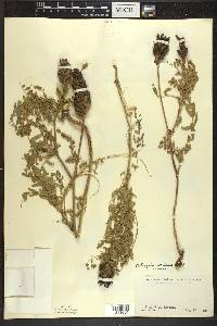 Astragalus canadensis image