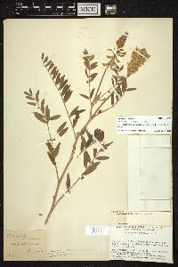 Astragalus canadensis image