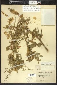 Astragalus canadensis image