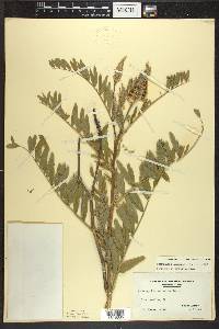 Astragalus canadensis image